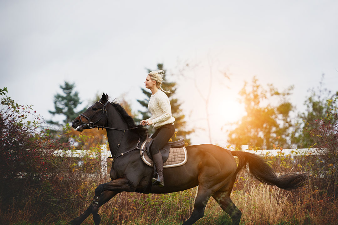 a woman with long blond braid rides effortlessly on a galloping horse. The horse is a chocolate brown color and is tail and mane are flowing in the wind. In the background are evergreen trees and the sun is peaking through them creating a golden glow.