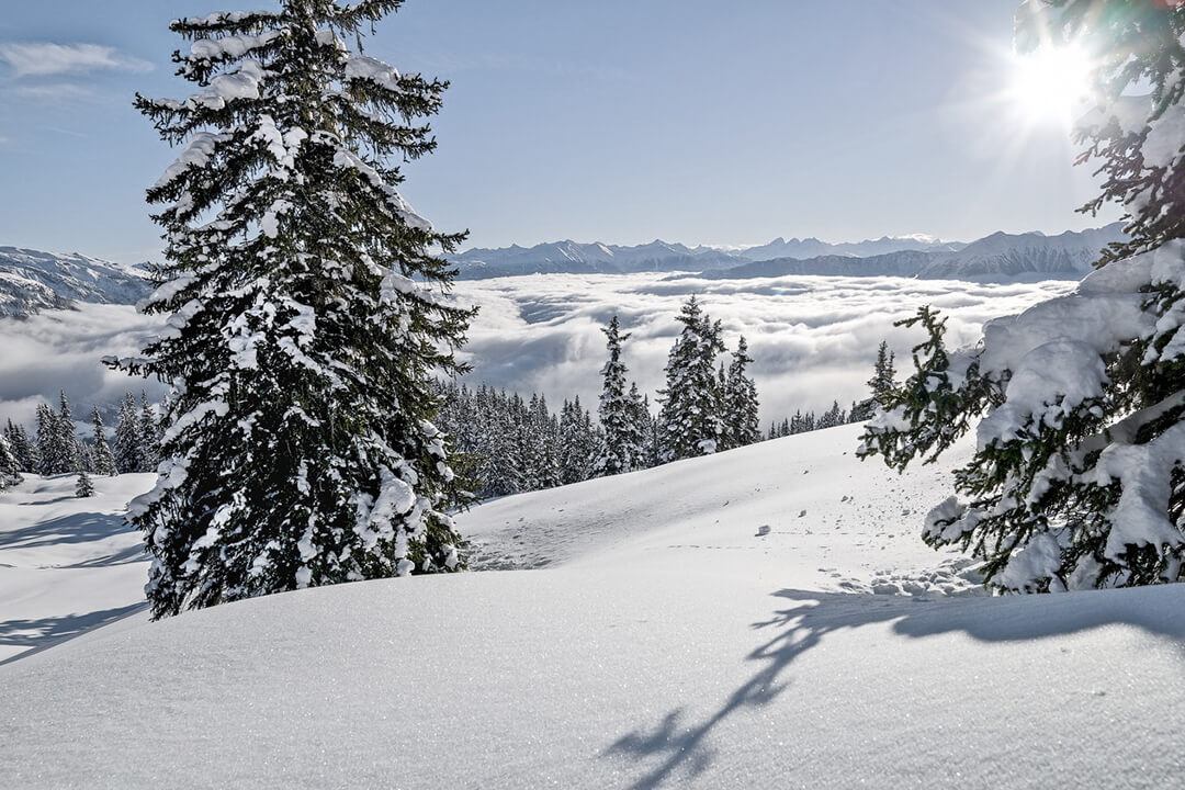 a landscape shot of a ski trail that overlooks the alps. The snow is fresh and poweder. There are evergreen trees scattered on the edges of the trail and their branches hold deposits of snow.