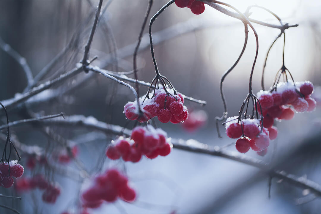 a detail shot of bright red berried hanging from slim branches. The dark branches are dusted with white powdery snow.