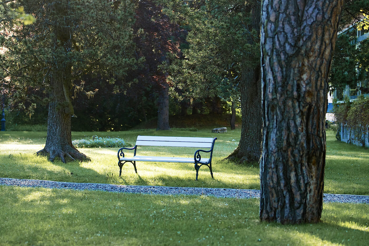 a landscape shot of a simple bench sitting under evergreen trees in a park. The grass is nicely cut and lush. There is a little rock path leading past the bench.
